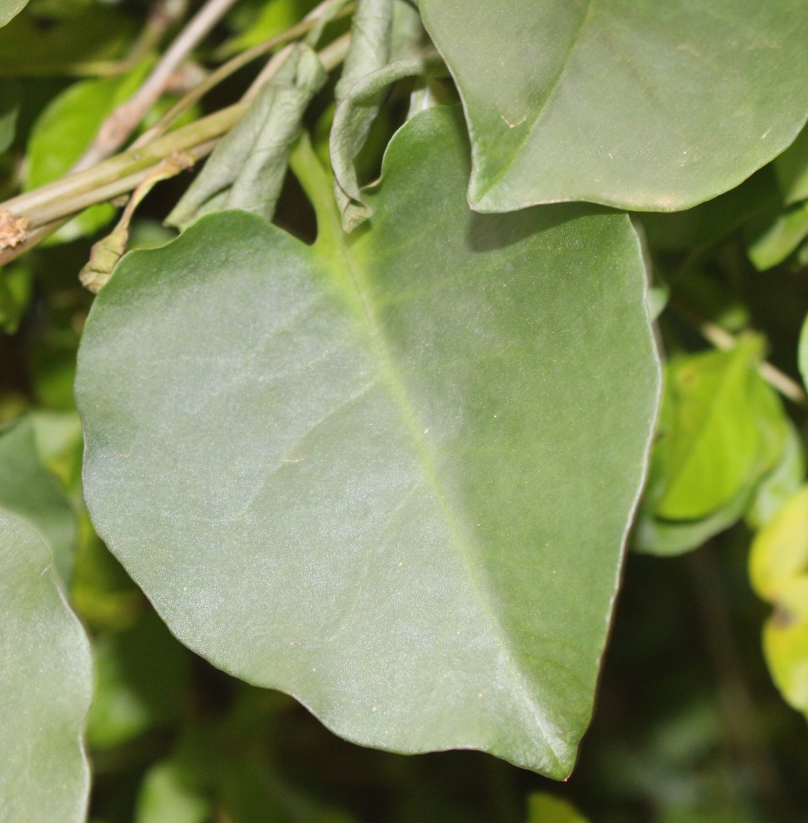 Anredera cordifolia (Ten.) Steenis